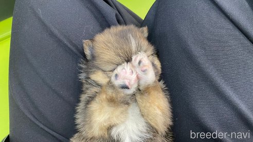 成約済の兵庫県のポメラニアン-311235の5枚目